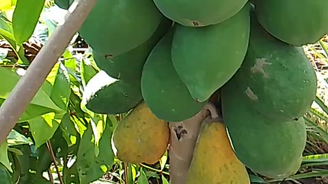 Papaya tree/fruits and our watch dog