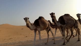 Camels in desert