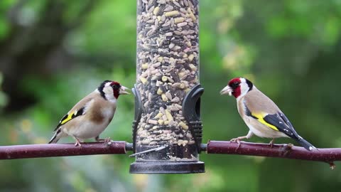 Vedio of goldfinches eating