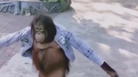 Silliest Moments Caught on Camera | funny monkey 🐒