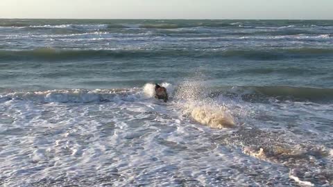 Dog in the Sea