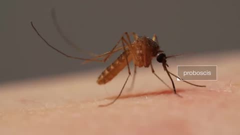 How Mosquitoes Use Six Needles to Suck Your Blood | Deep Look- ANIMAL LOVERS