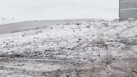 Calves Eating in a Montana Blizzard