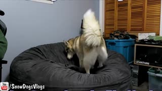 DOG FLUFFS GIANT BEAN BAG CHAIR