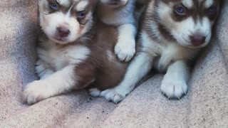 Husky Puppies Play on Hammock