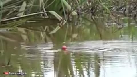 Bait Fish Fry, Swamp Dwellers Go Berserk (Fishing)
