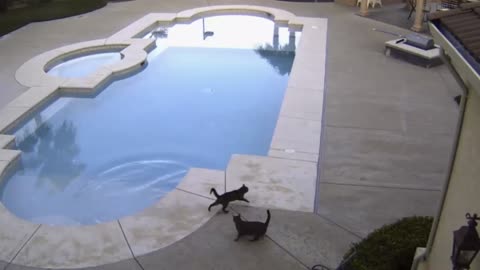 Ninja Cat Scares Brother Into A Pool
