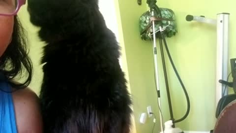 Cat licks human in response to a kiss
