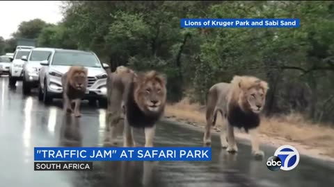 group of lion stop tarfic on main road