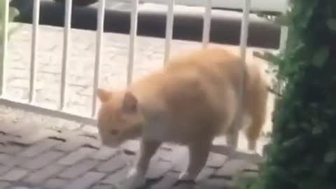 Cat angry at his fatness