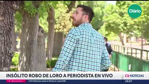 Papagaio rouba fone de repórter chileno ao vivo