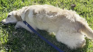 Happy retriever sun-bathing ☀️