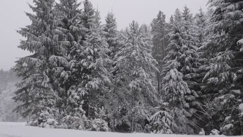Relaxing Snowfall - Wind and Falling Snow in Forest for Study, Work, Relax, Sleep