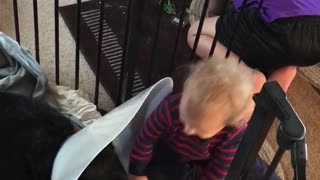 German Shepherd gets Sympathy from Baby