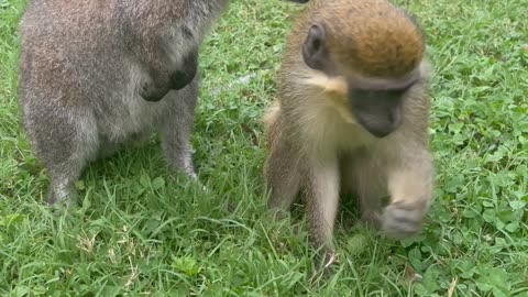 Maya The Monkey And Bennet The Wallaby