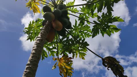 Garden update - My Papaya fruits are starting ripe now YAY😋