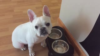 French Bulldog begs for more food as hard as he can