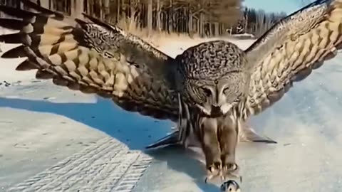 This Owl is so big, it feels overwhelming This owl weighs 2\3 pounds, which is too big #birds #bird