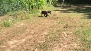 Pitty vs Sprinkler