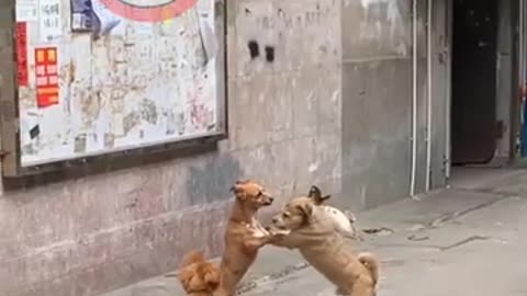 puppy video