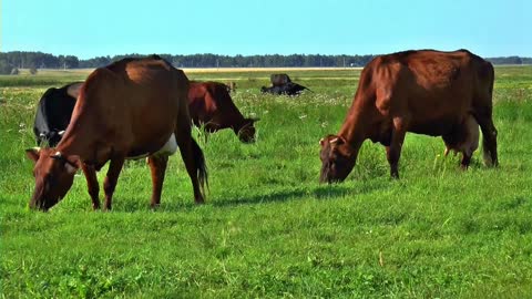 Herd of Cows