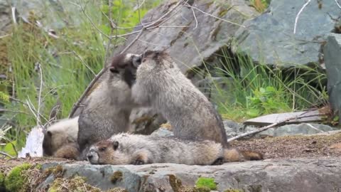 Cute Marmots playing around beautiful nature