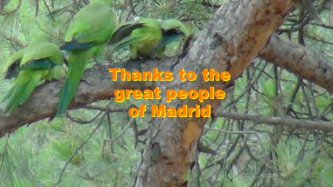 Monk Green Parakeets in the Park Madrid Spain