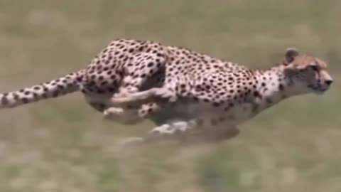 Cheetah the Sprint |Cheetah the Fastest Attacker|
