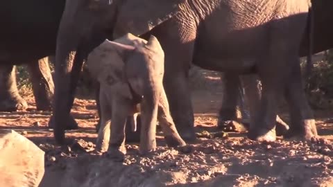 The Science Behind Baby Elephants' Trunk Training"