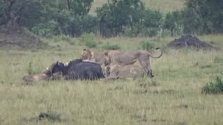 Lions hunt down a buffalo