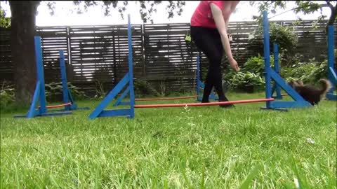 Little Chihuahua agility training
