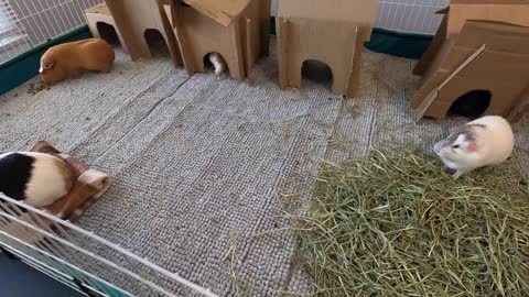 Happy guinea pigs wheeking and squeaking!lovely