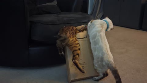 Bengal brothers fight over who gets in the box