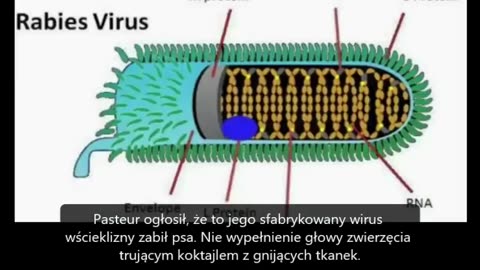 Wirus urojony 1/4 Lektor