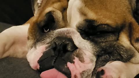 Snoring Bulldog