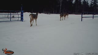 More deer visitors