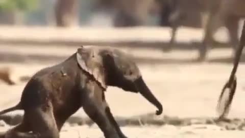 Newborn baby elephant