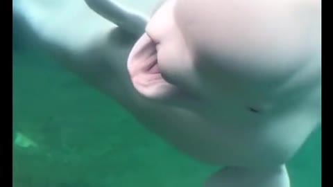 Funny Whale 🐳 🐟 🐳
