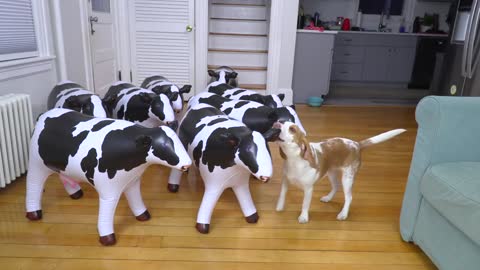 Puppy vs Cow Invasion Prank: Cute Puppy Dog Indie Surprised w/Inflatable Cows Mooing