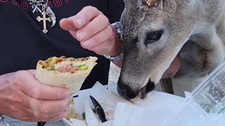 Florida Buck Helps Himself to Some Dinner