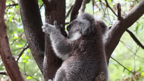 Koala in Tree