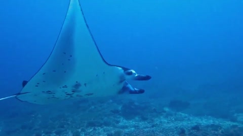 Huge manta rays pass directly over the excited diver
