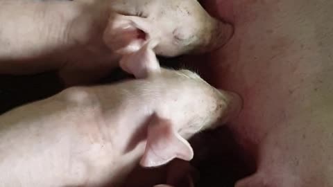 03 #pig #pigs #piggy #pigsofinstagram #piglet #minipig #piggies #oink #petpig