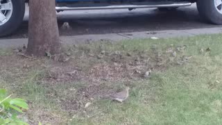 Birds, chipmunk and dove together