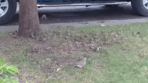 Birds, chipmunk and dove together