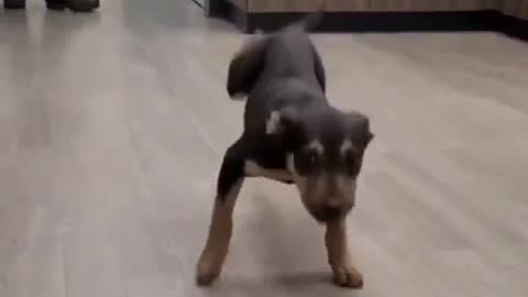 puppy jump jump
