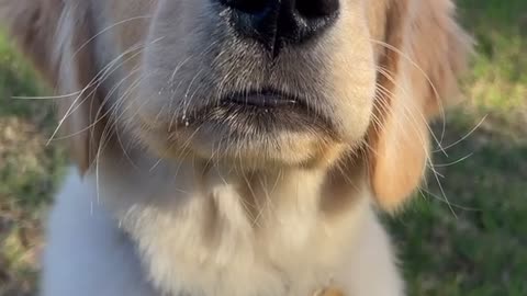 Cute puppy wants a treat