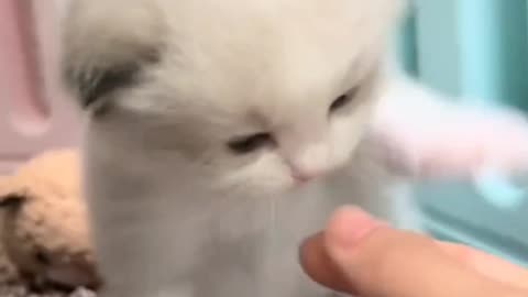 Kittecat Video and Cute Cat Video