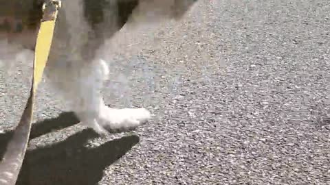 Husky Picks The Walk Path