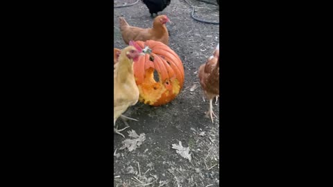 Ugly, "chicken-made" Jack o' Lantern, they tried!!